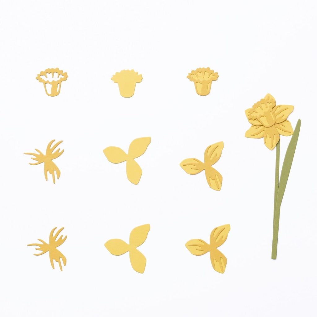 Daffodil dies bloom